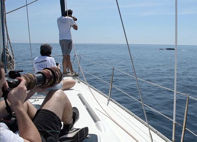 Sortida a navegar: Estudiant cetacis i aus marines al Garraf